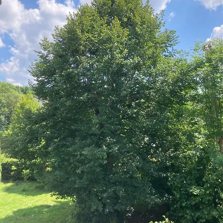 Hotel Waldhaus Wulmeringhausen Olsberg