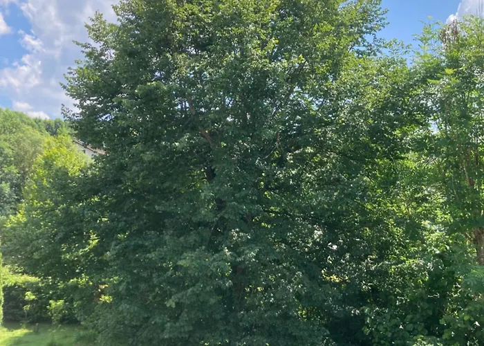 Hotel Waldhaus Wulmeringhausen Olsberg